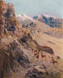 En Guanaco-jakt
